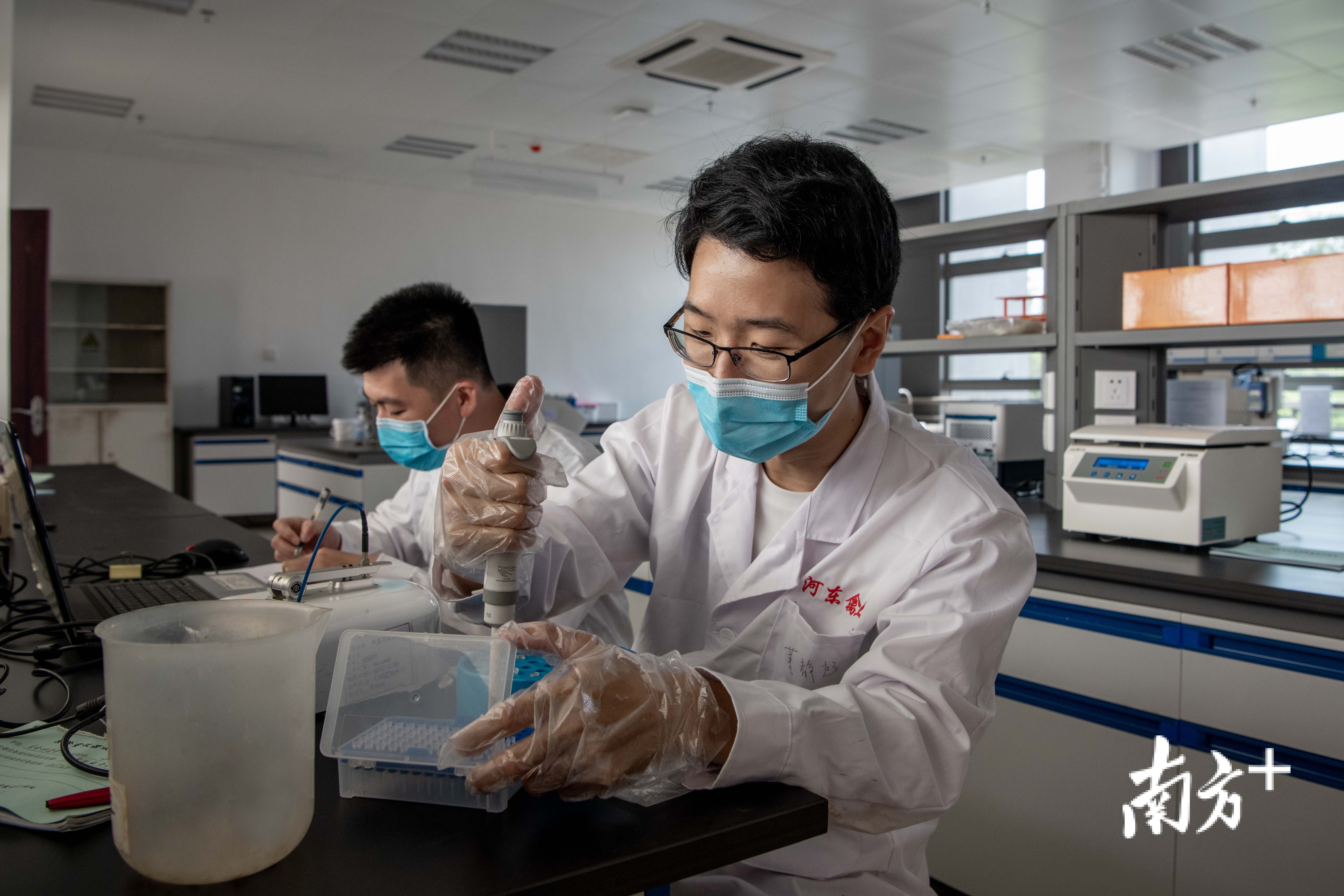 研究员在广东省动物分子设计与精准育种重点实验室做实验.