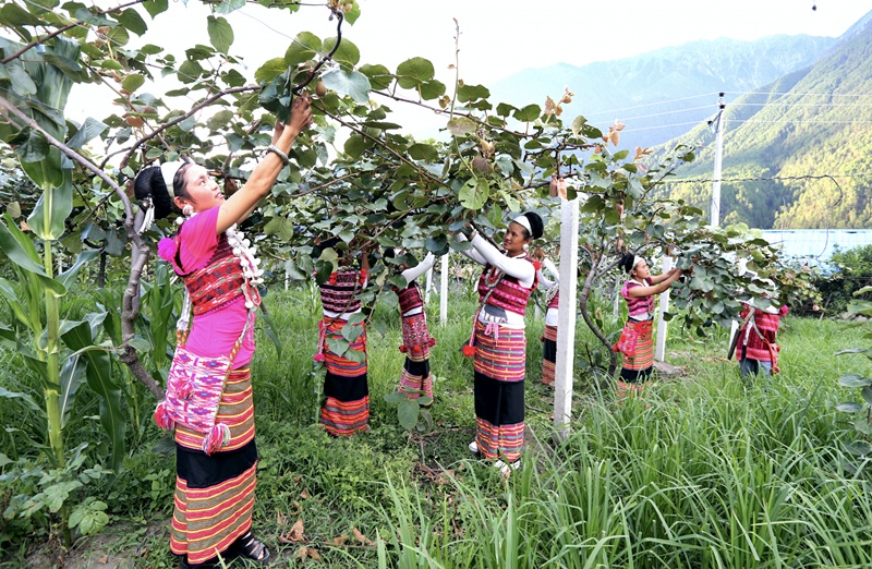 深圳市援藏工作组帮助当地居民打造夏尼村猕猴桃种植基地.