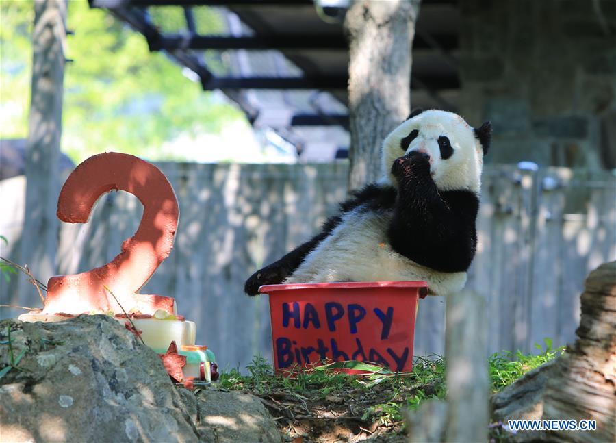 giant panda celebrates 2-year-old birthday in us_www.newsgd.com