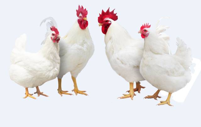 “廣明2號”實現國產白羽肉雞品種零的突破。