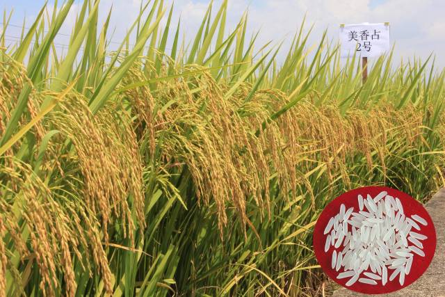 由廣東自主選育的“美香占2號”成為優質稻代名詞。