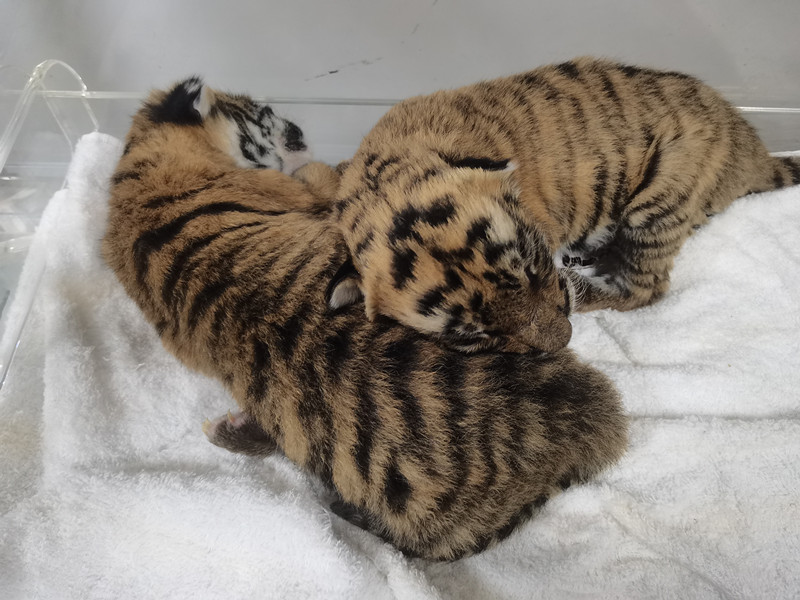找合适时机将两只华南虎宝宝和母老虎分开,放进保温箱进行人工喂养