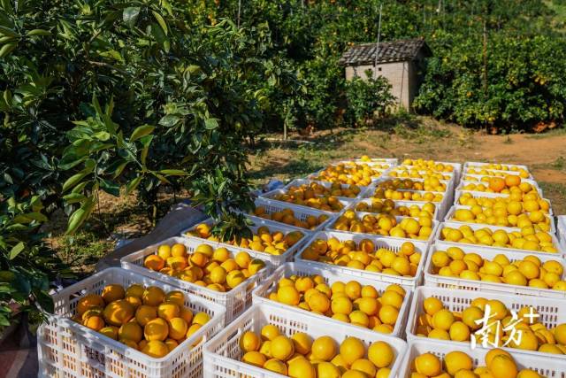 歷經40多年發展種植，平遠臍橙已經成為當地名副其實的“致富果”。
