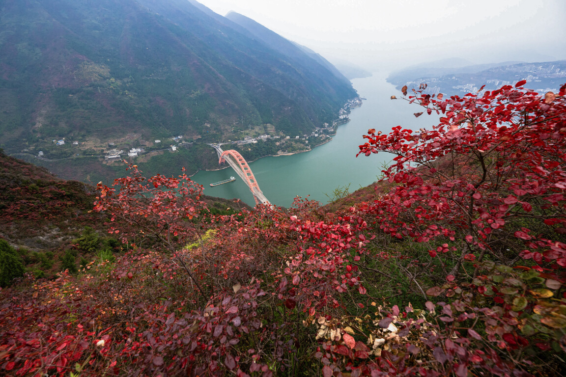 江山如此多娇。正值初冬时节，长江三峡重庆市巫山县水域两岸色彩斑斓，红叶似火，美如画卷。