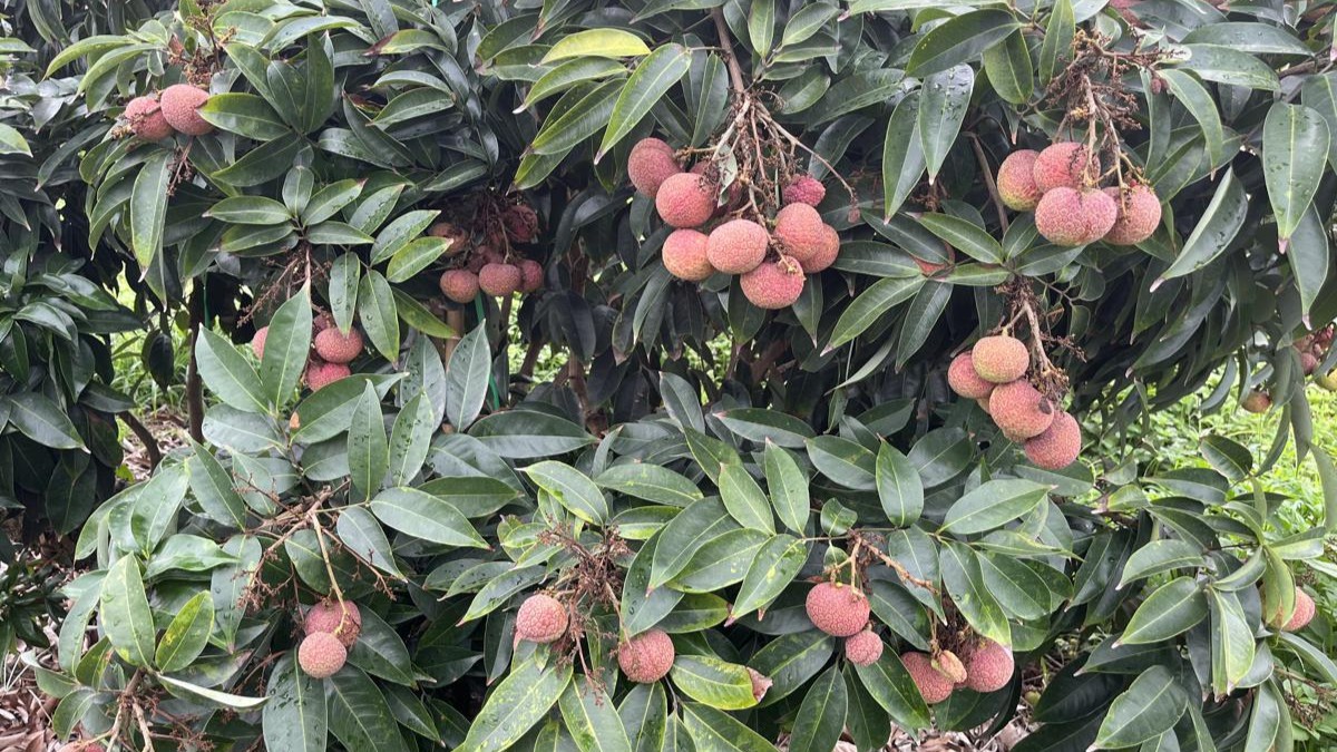 New lychee variety boosts Maoming's rural growth