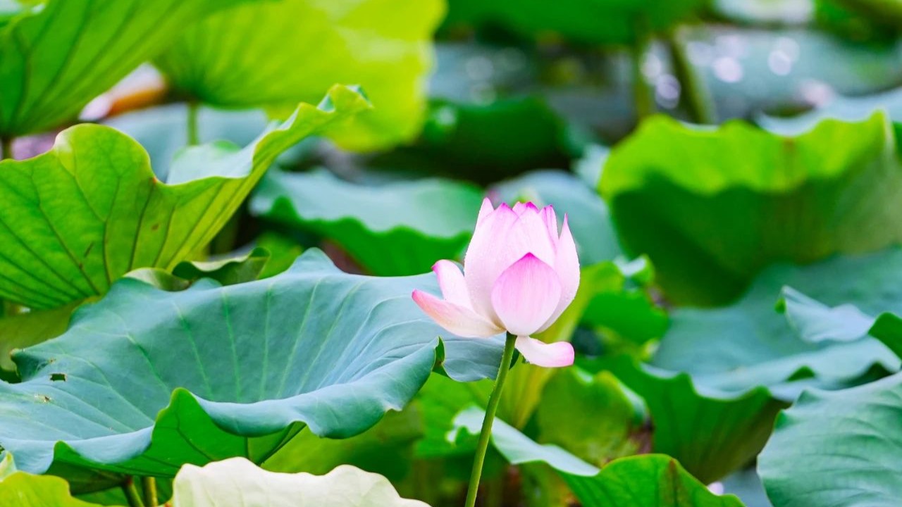 In pics | Lotus flowers shine in Foshan's Nanzhuang