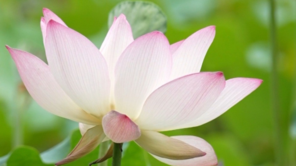 Busy summer begins as fragrance of lotus diffuses and cicadas chirp