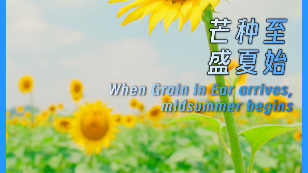 When Grain in Ear arrives, midsummer begins