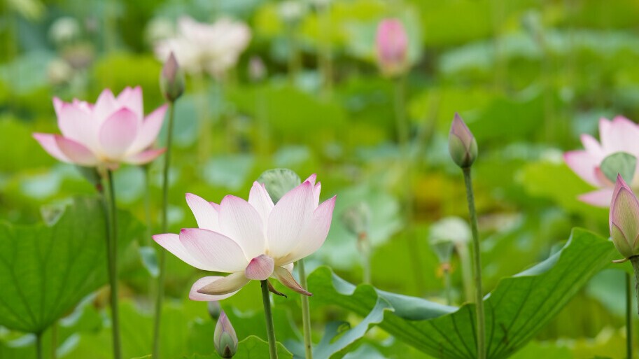 Busy summer begins as fragrance of lotus diffuses and cicadas chirp