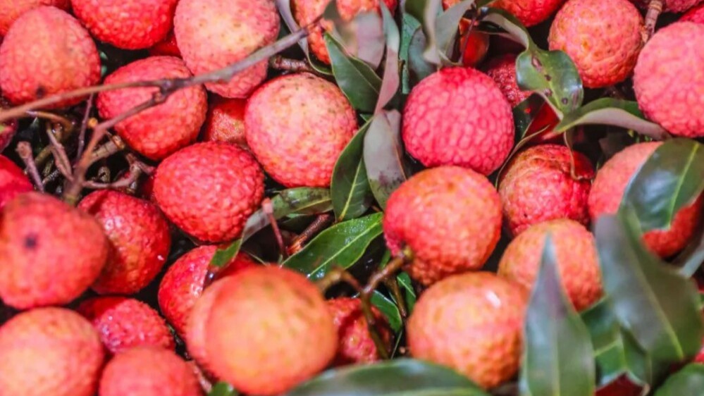 Dongguan lychees fly across borders in 24 hours