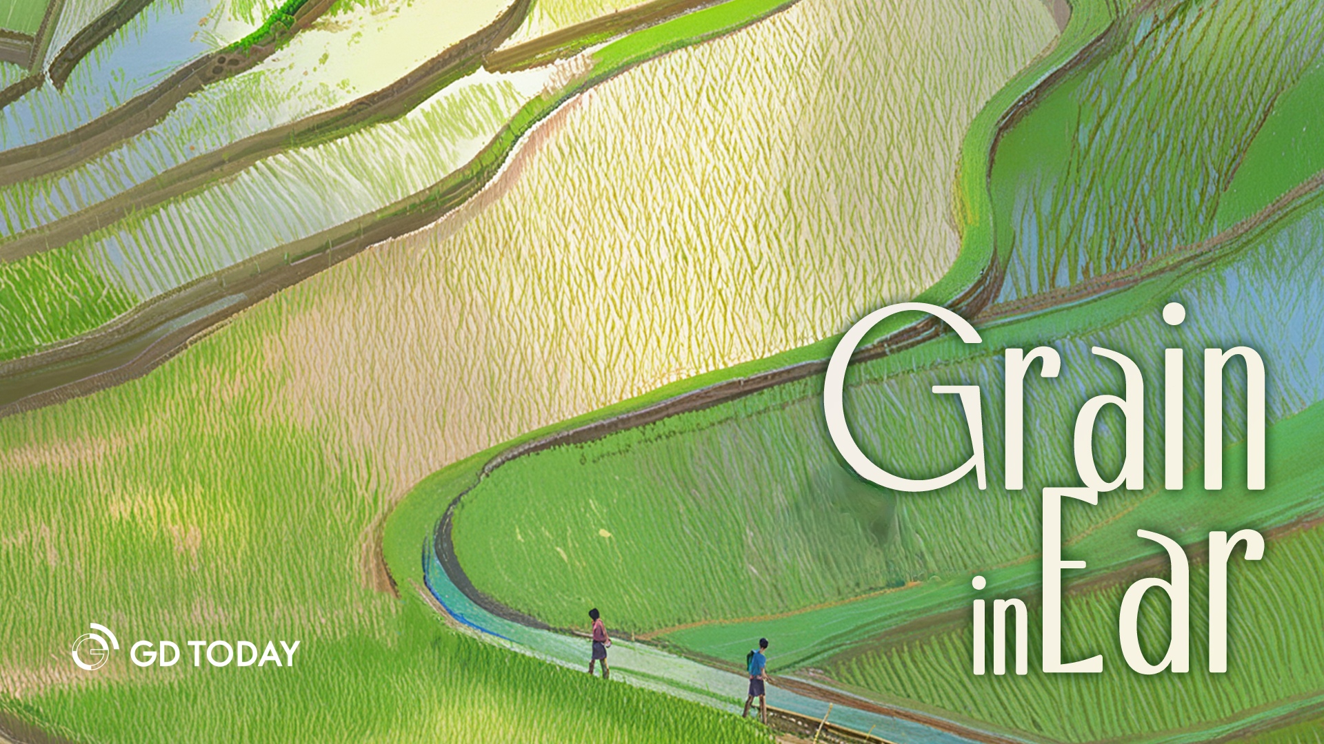 Grain in Ear: A pivotal agricultural season in Guangdong