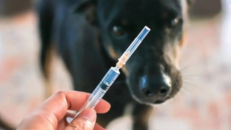 世界狂犬病日丨致死率几乎100%！面对“隐形杀手”，这样做最有效