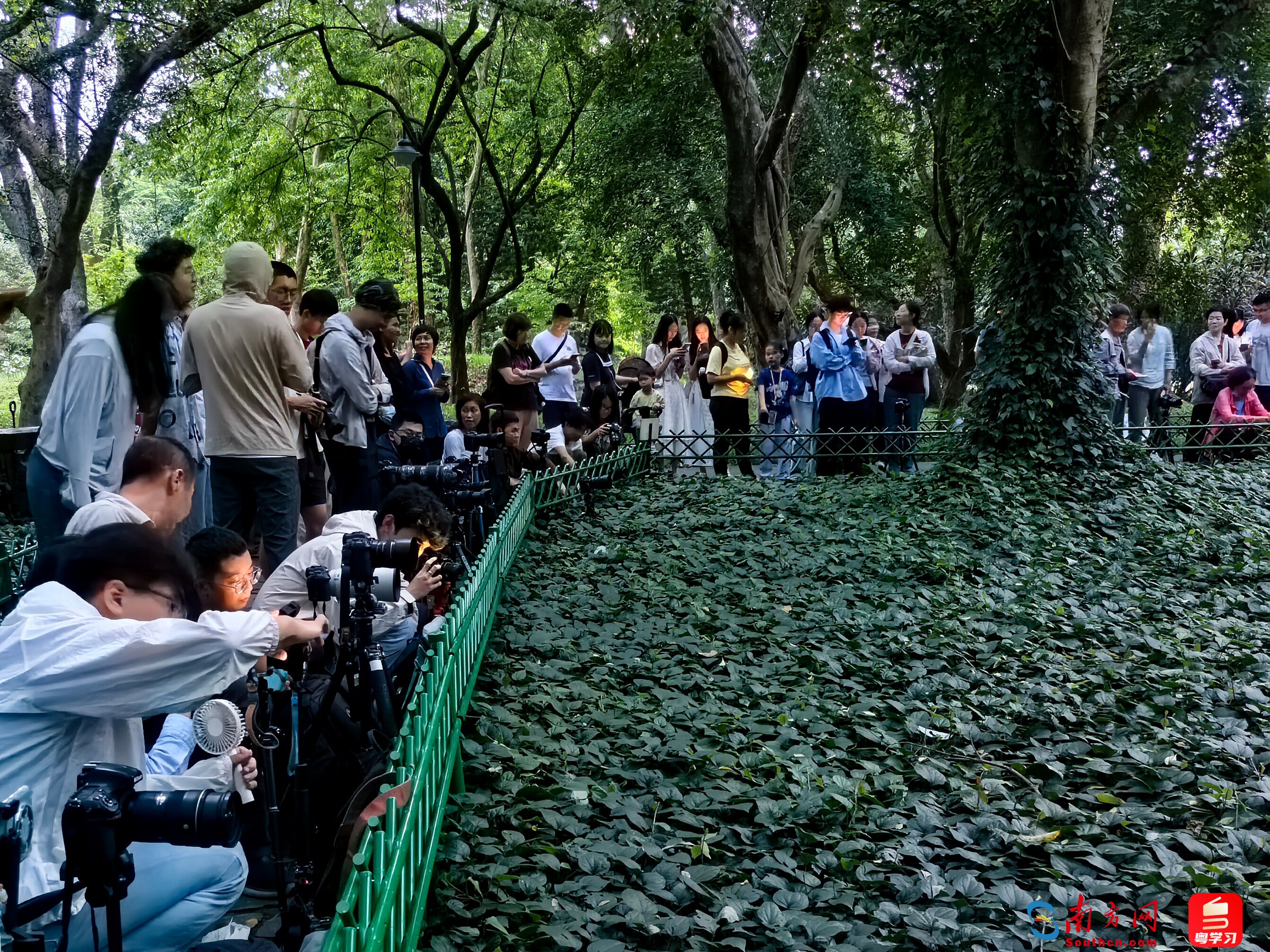 萤火虫进入最佳观赏期！华南国家植物园延长周末入园时间