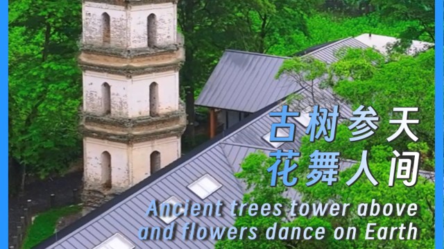 Ancient trees tower above and flowers dance on Earth