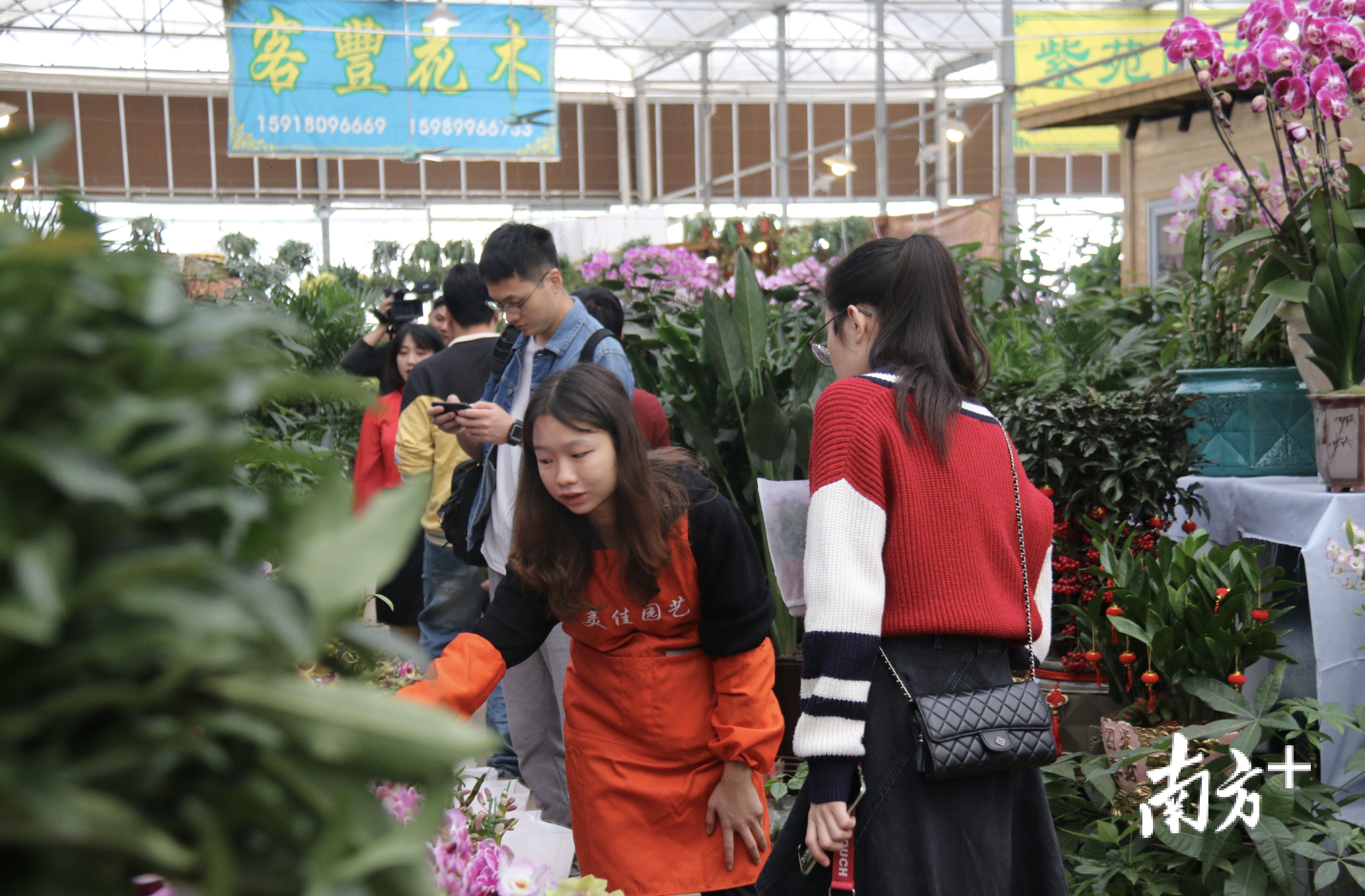 市民在花市上驻足挑选花卉。受访者供图