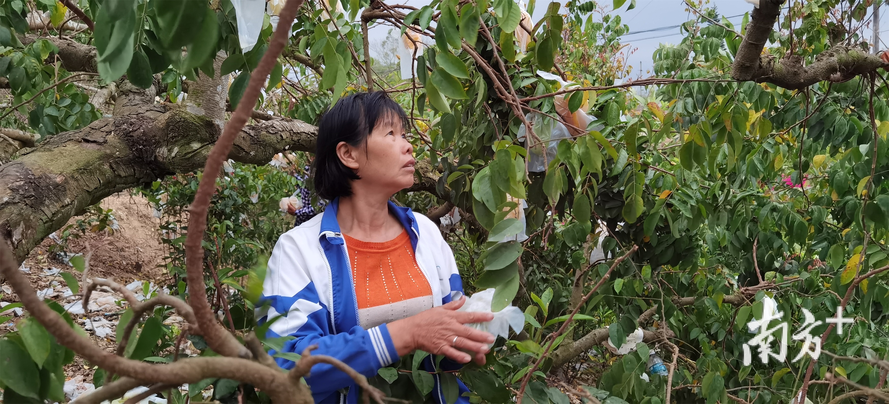 莲塘口村的黄梅娟正在自家果园摘阳桃。