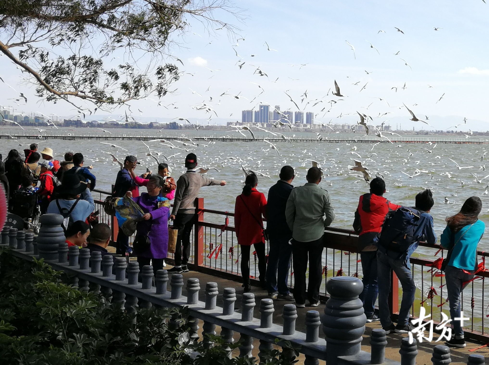 在冬春季，红嘴鸥已成为昆明旅游打卡点。尹辅华 摄
