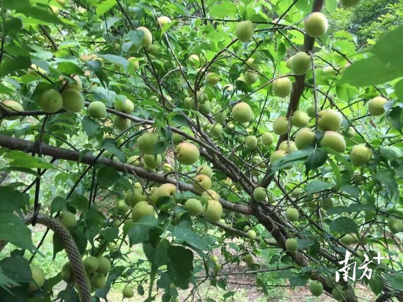 青梅树上硕果累累.