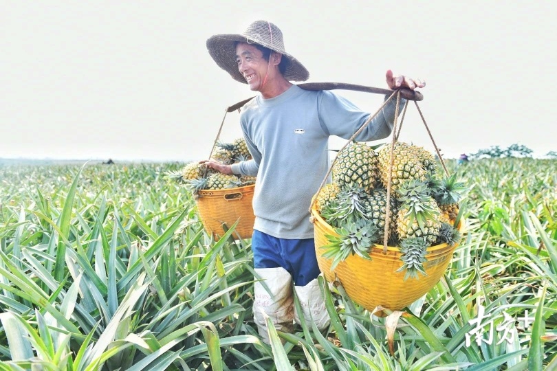 村民们刚从地里采摘下新鲜的菠萝。