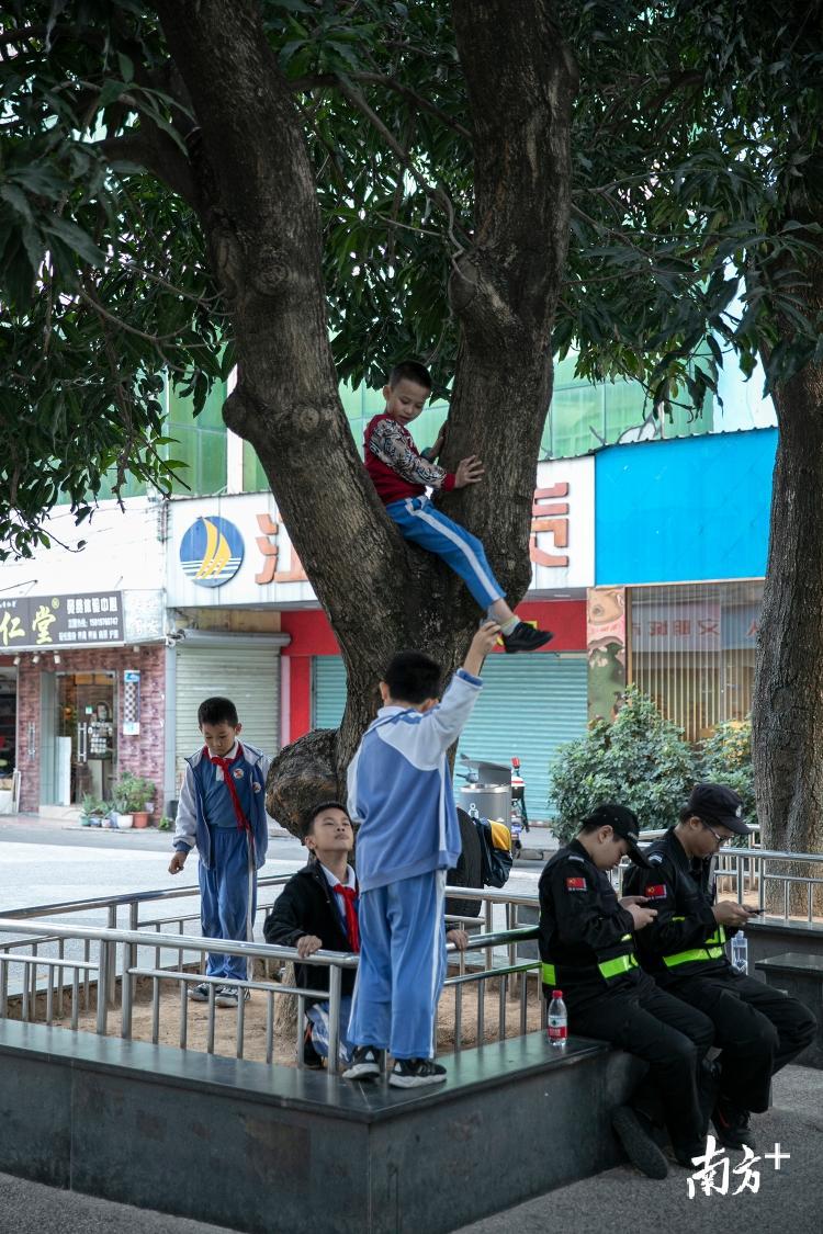 1月9日，住在白石洲的孩子下课后在树上玩耍。