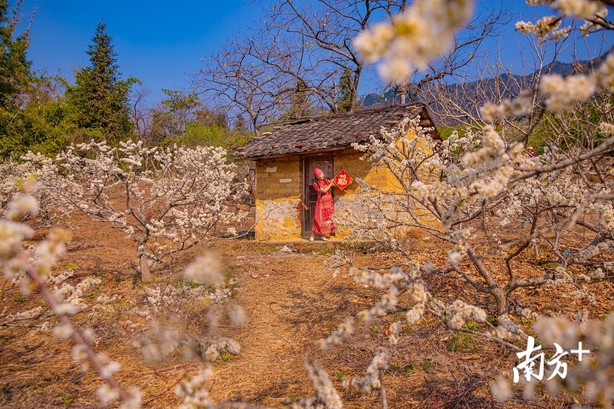 2月4日，从化吕田桂峰村的李花盛开，雪白的花辦开满山坡。 获得生命 摄