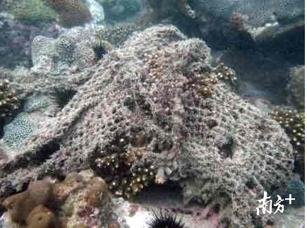 潜爱志愿者在大鹏半岛海底拍摄到的被废弃渔网覆盖的珊瑚礁