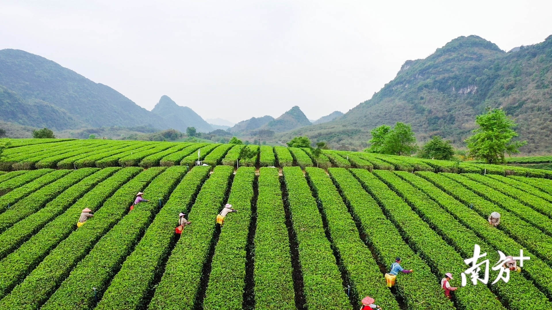英德红茶头采节活动将拉开全市茶园今年首轮春茶采摘的大幕。曾亮超 摄