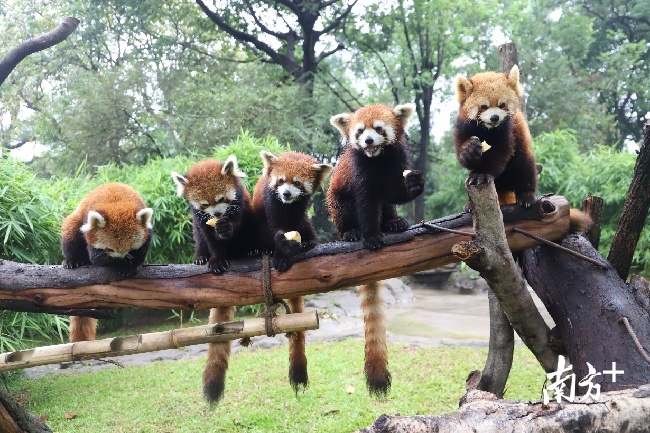 小熊猫排排坐吃果果