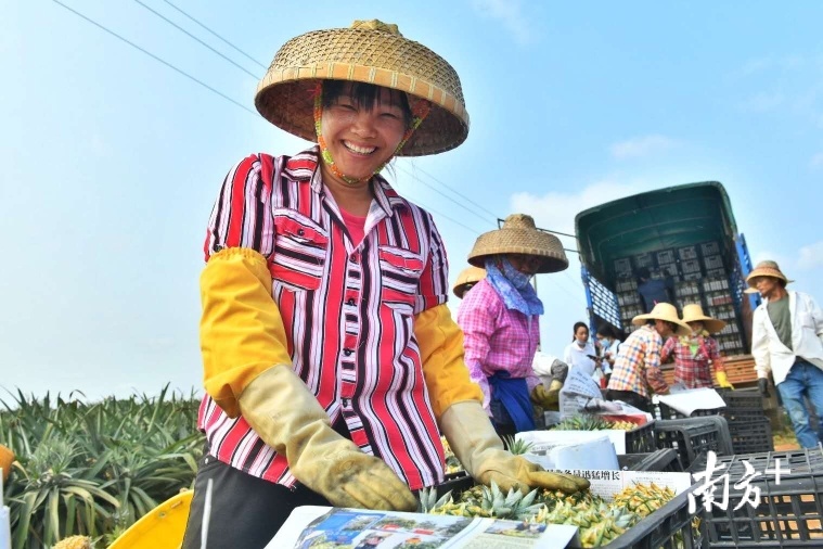 村民正忙碌地打包菠萝。
