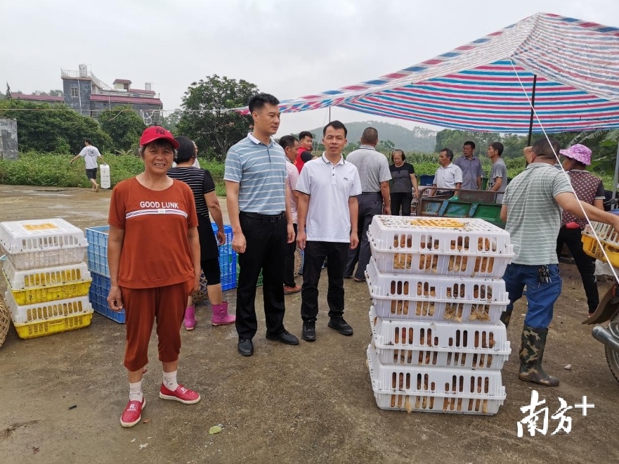 青南村精准扶贫户领取鸡苗现场。陈丽君 摄