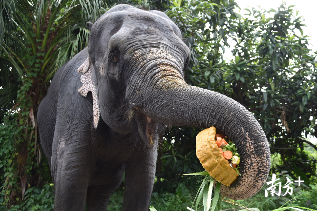 大象吞食10公斤草料月饼……动物这样过中秋