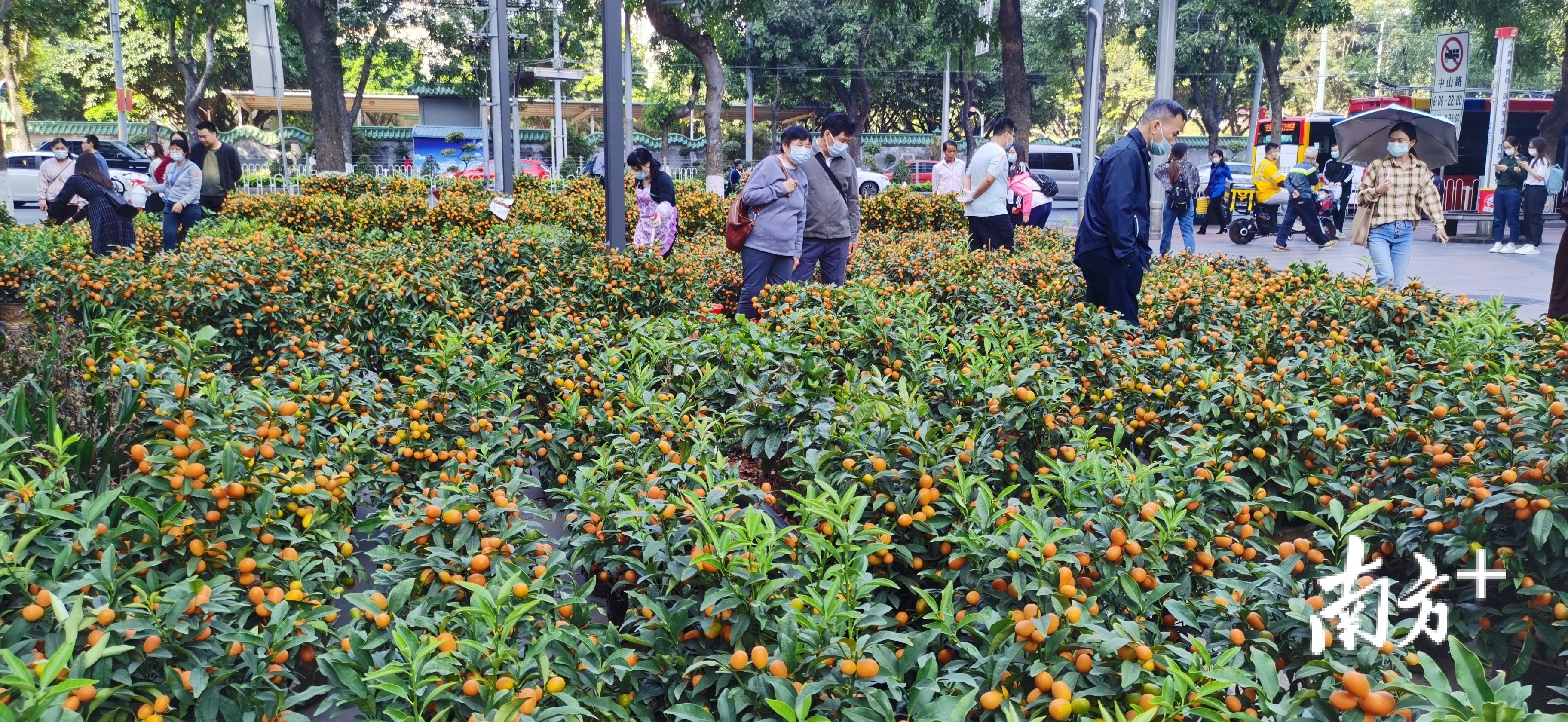 2月5日，广州大型花市取消，康王中路一社区小型花市开卖。叶工 摄