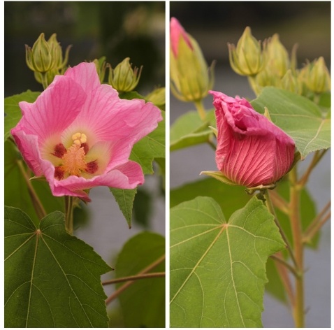 同一朵花上午（左）和下午（右）的样子。