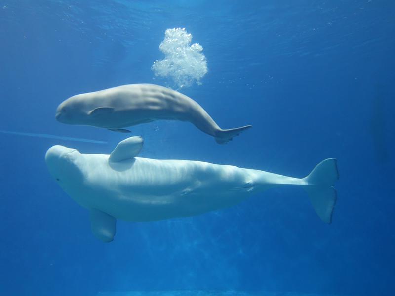 白鲸妈妈尤利娅和她的宝宝