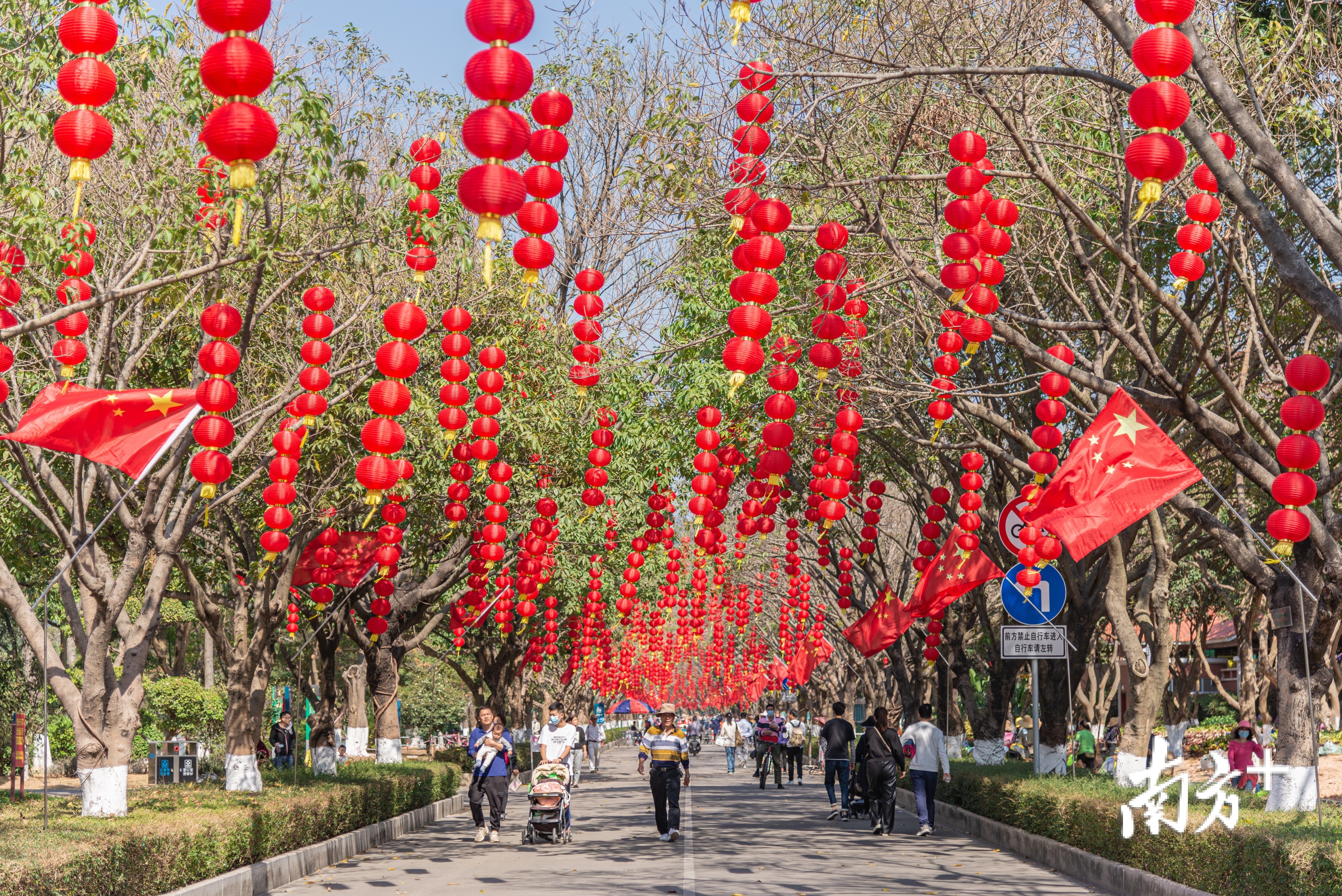 2月5日，大夫山森林公园，马路两边大树上已经挂满了灯笼与五星红旗，喜迎春节到来。 pp 摄