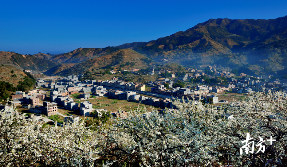 漫山遍野的李花映衬下，双合村风景如画。