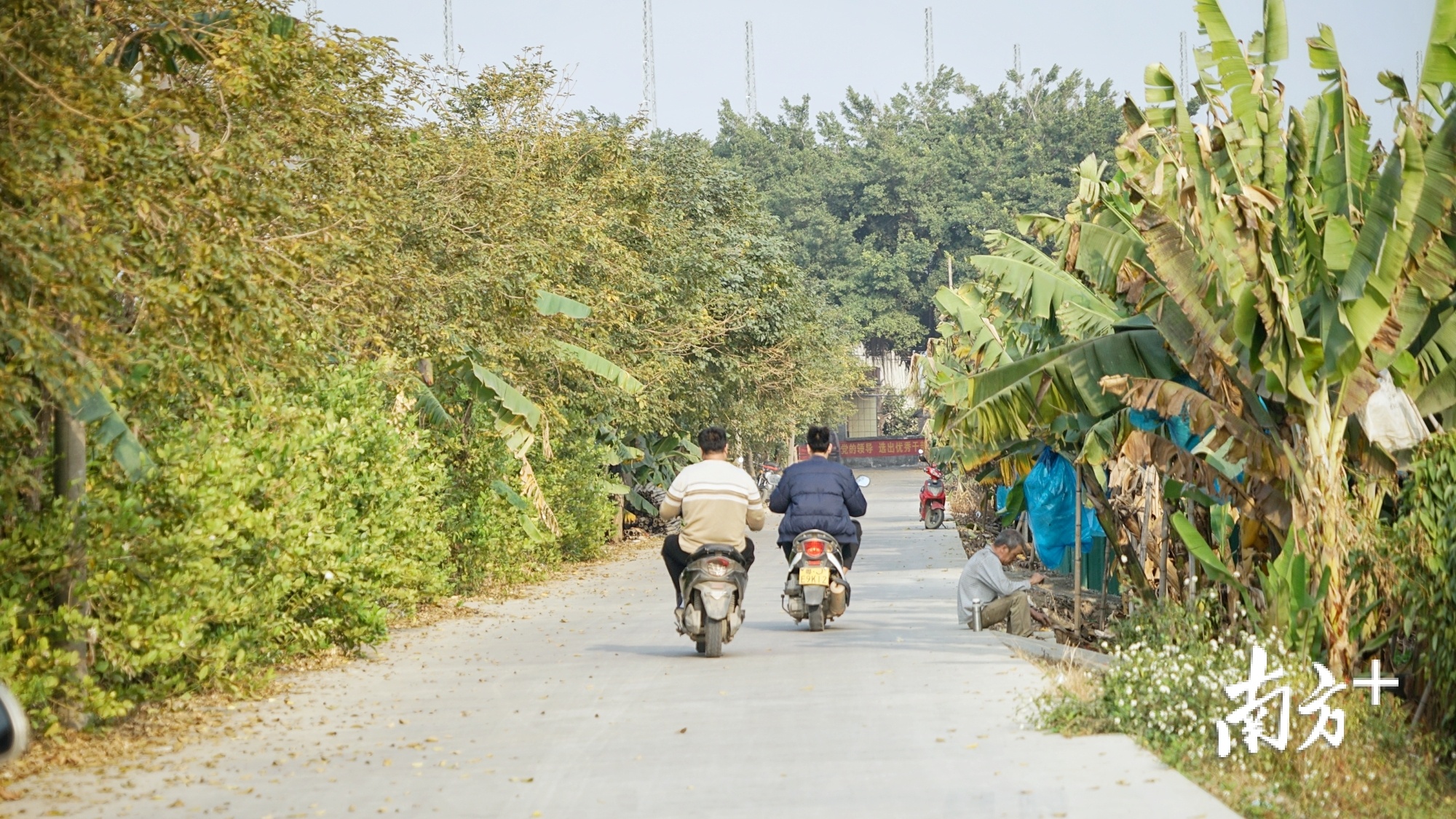 横档村硬底化村道直通香蕉林。