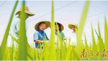 广东着力打造“三农”工作队伍 厚植乡村人才振兴沃土 广东着力打造“三农”工作队伍 厚植乡村人才振兴沃土