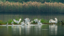 廣東迎越冬候鳥遷徙高峰 數十萬候鳥飛臨沿海濕地