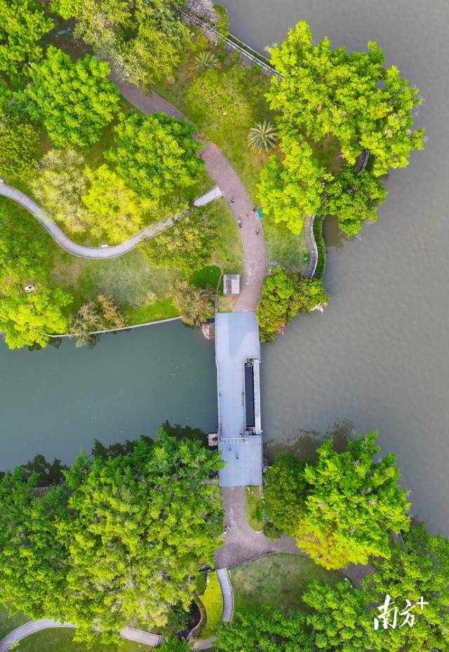 高空俯瞰，岐江公园一片嫩绿。