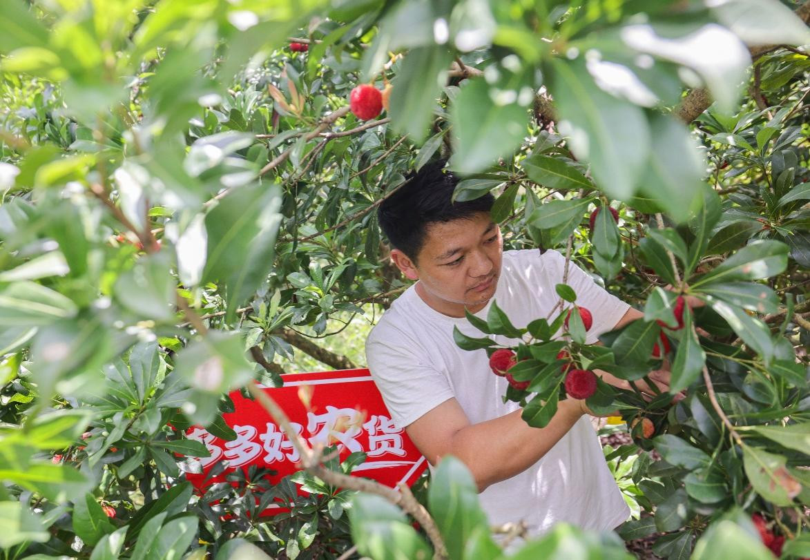 90后新农人郭帅从17岁开始接管家中的果园，到现在已经有16年种植经验。那木黑▕ 摄