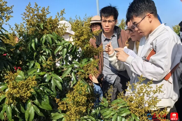 “枝头鲜”直达“舌尖甜”!茂名气象精准支撑荔枝生产