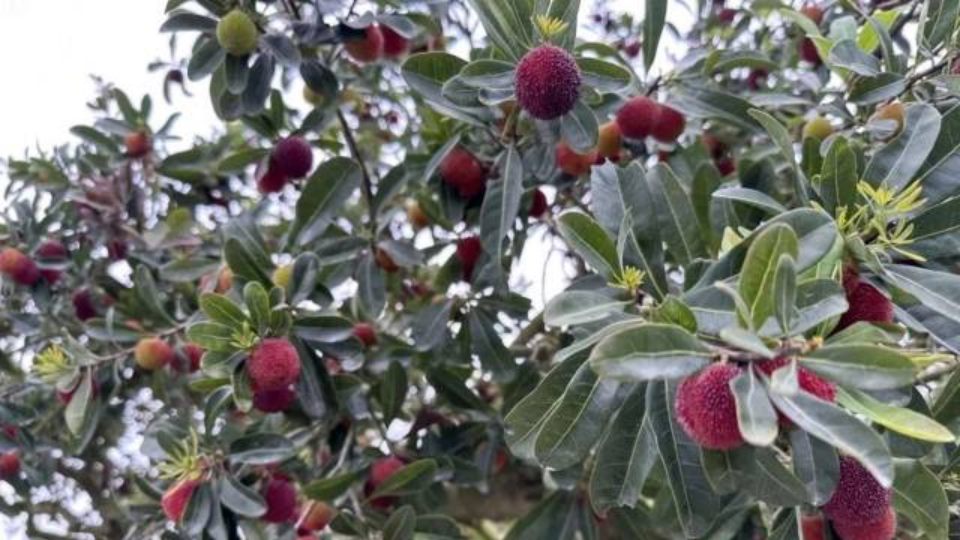 Take a bite of juicy Chinese bayberries in Shantou this May