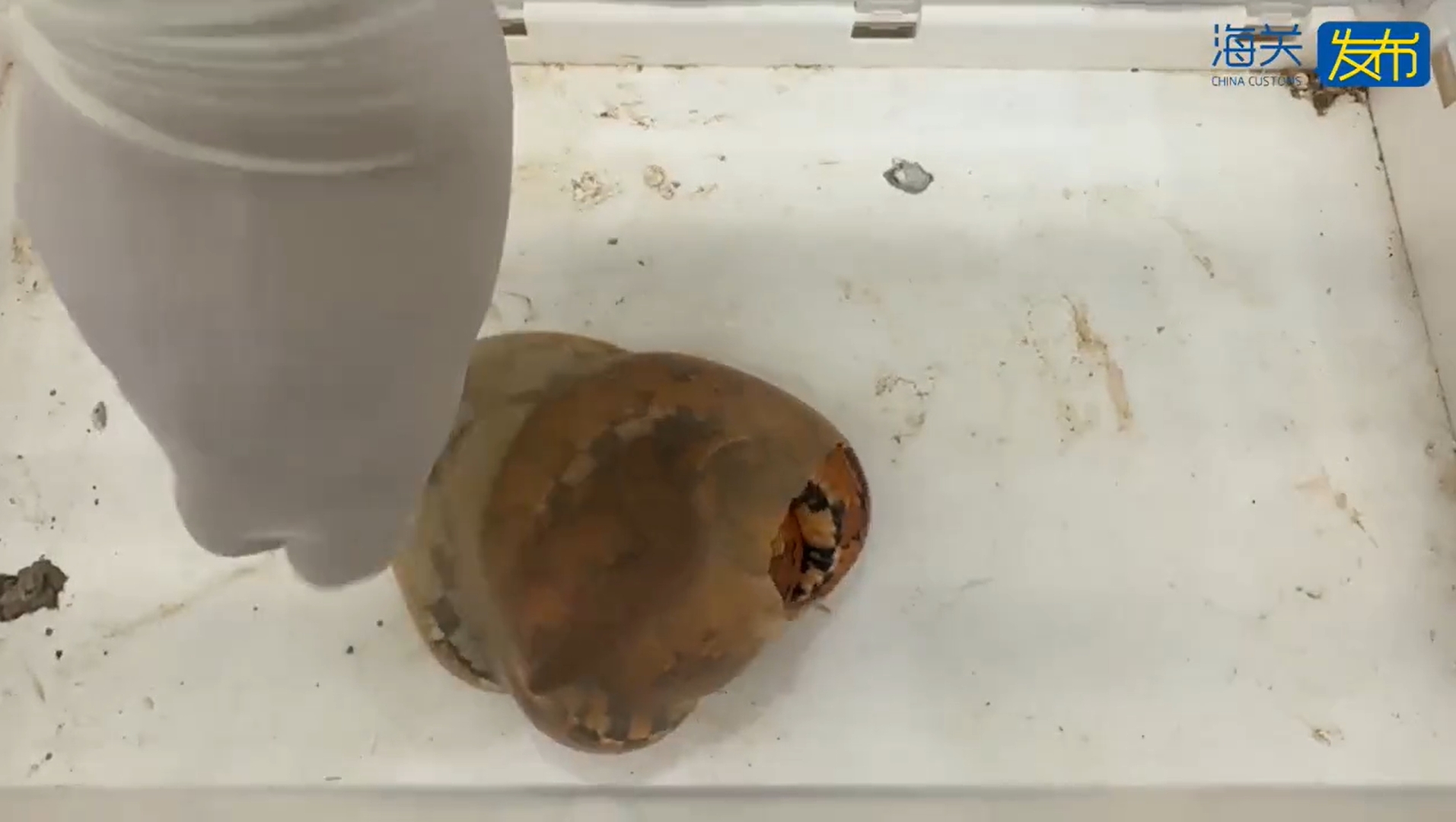穿丝袜的蛇？皇岗海关破获奇葩走私案