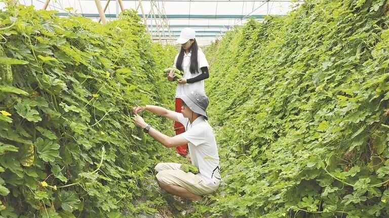 广州“乡村CEO” ，让村落“潮”起来！