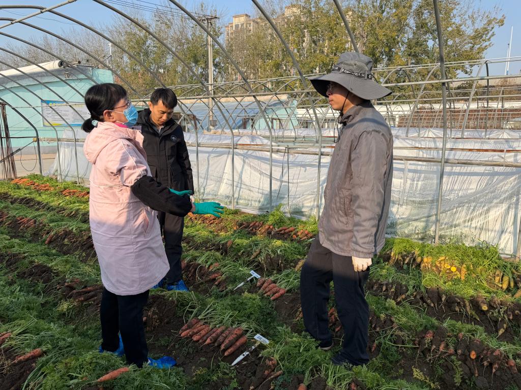 2025年12月9日，在山东省农业科学院基地，王淑芬（左一）在与团队成员交流。新华社记者 叶婧 摄