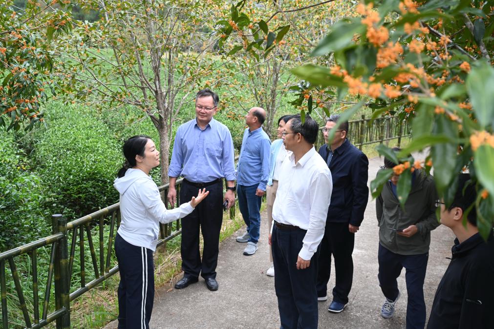 　　2025年10月30日，廖红（左一）在武夷山市星村镇燕子窠生态茶园向参观者介绍生态茶园的茶叶种植及发展情况。新华社记者 林善传 摄