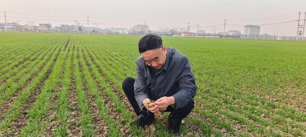 2025年12月4日，徐淙祥在田间观察小麦长势。新华社记者 水金辰 摄