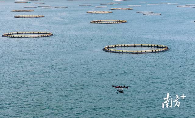 广东珠海，极飞科技的无人机在桂山岛附近海域测试向重力式网箱中投喂饲料。