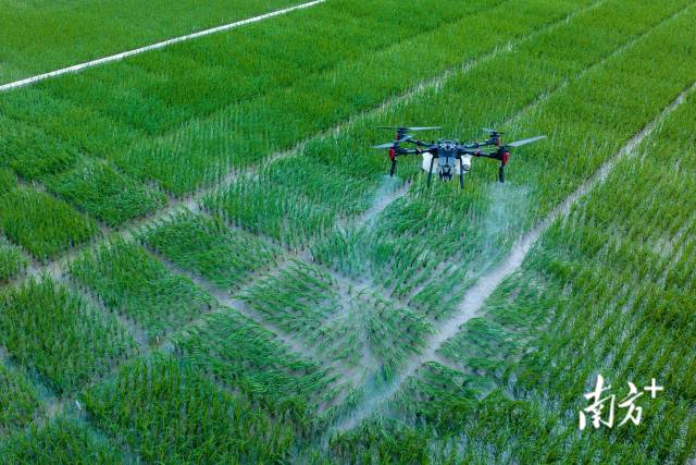 广东广州，飞手使用极飞科技的无人机在田间为水稻播洒农药。农业无人机的使用大幅度提高了农业生产效率，广州兴农农业服务公司全年社会化服务总面积超10万亩。